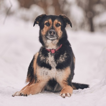 Собаки в добрые руки - Шаби - 3