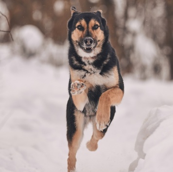 Собаки в добрые руки - Шаби - 4