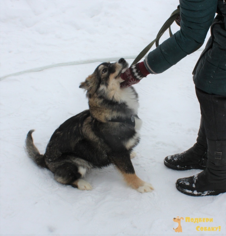 Собаки клин