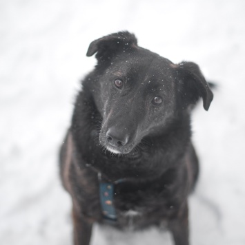 Собаки в добрые руки - Глори