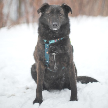 Собаки в добрые руки - Глори - 1