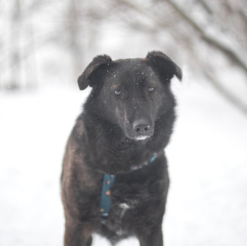 Собаки в добрые руки - Глори - 2