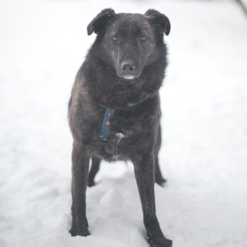 Собаки в добрые руки - Глори - 3