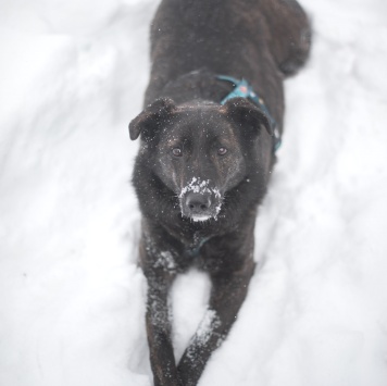 Собаки в добрые руки - Глори - 4