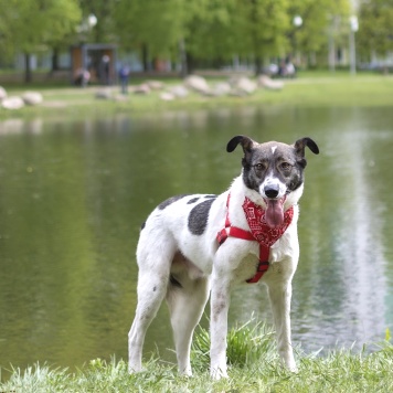 Собаки в добрые руки - Тарзан - 1