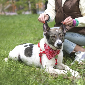 Собаки в добрые руки - Тарзан - 2