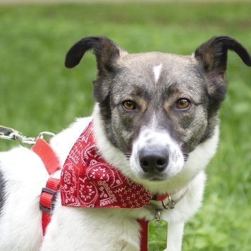 Собаки в добрые руки - Тарзан - 3