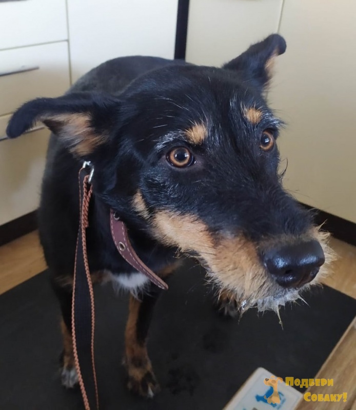 Некуда деть собаку. Ирина тиховская приют для собак. Некуда деть собаку. Куда деть собаку на совсем в шатуре. Золотистый ретривер злой.