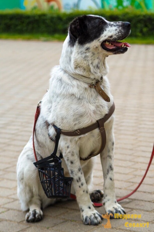 Такира - 2 года - Породистая - Алабай (Среднеазиатская овчарка ...