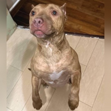 Собаки в добрые руки - Мармелад - 1