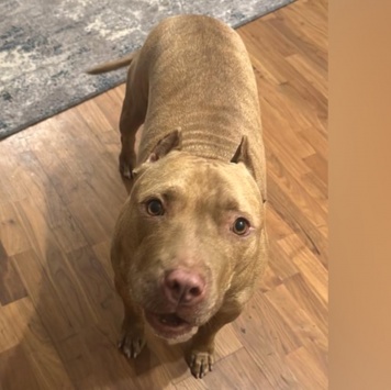 Собаки в добрые руки - Мармелад - 2