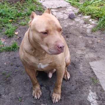 Собаки в добрые руки - Мармелад - 3