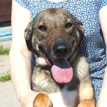 Стеша - Собаки в добрые руки