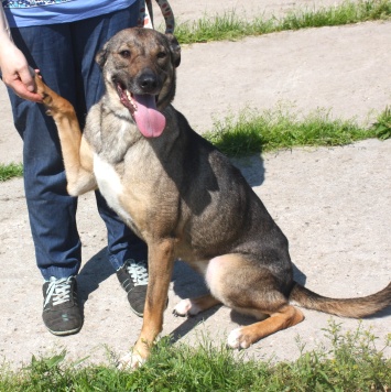 Собаки в добрые руки - Стеша - 1