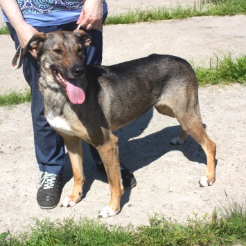 Собаки в добрые руки - Стеша - 2