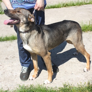 Собаки в добрые руки - Стеша - 3