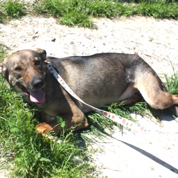 Собаки в добрые руки - Стеша - 4