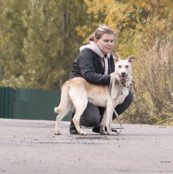 Собаки в добрые руки - Лея