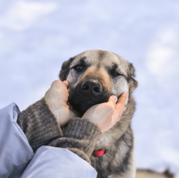 Собаки в добрые руки - Одетта - 2