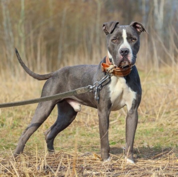 Джаспер - Собаки в добрые руки