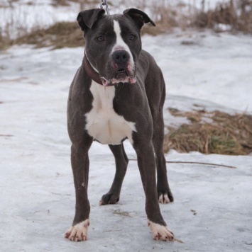 Собаки в добрые руки - Джаспер