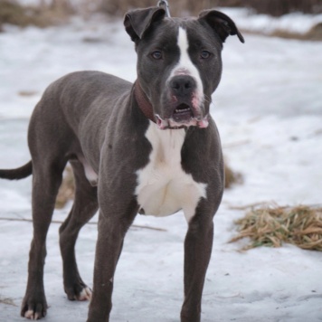 Собаки в добрые руки - Джаспер - 1