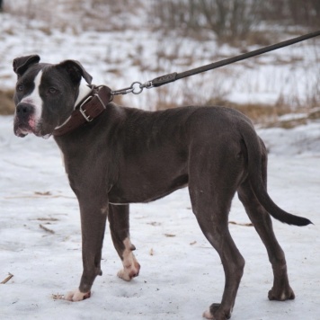 Собаки в добрые руки - Джаспер - 2