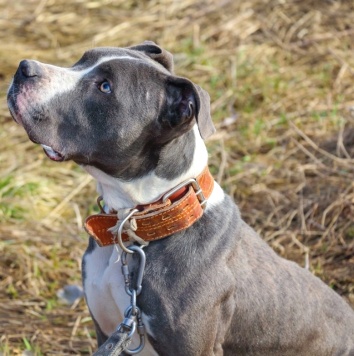 Собаки в добрые руки - Джаспер - 3