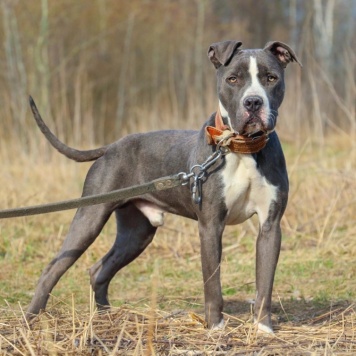 Собаки в добрые руки - Джаспер - 4