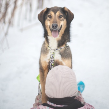 Собаки в добрые руки - Миса - 1