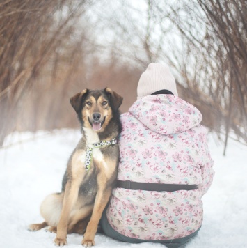 Собаки в добрые руки - Миса - 3