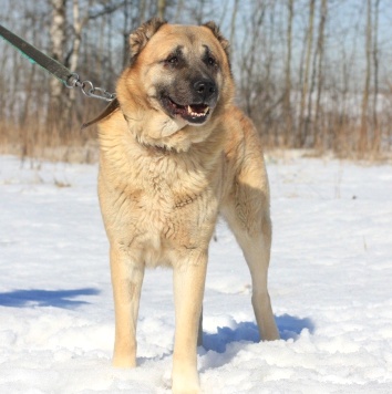 Собаки в добрые руки - Тимур