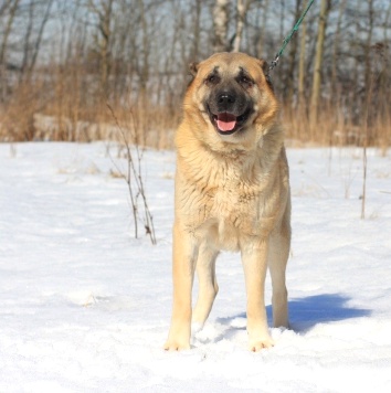 Собаки в добрые руки - Тимур - 2
