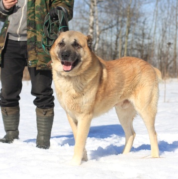 Собаки в добрые руки - Тимур - 3