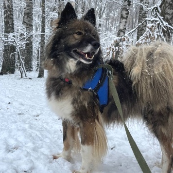 Собаки в добрые руки - Фидель - 1