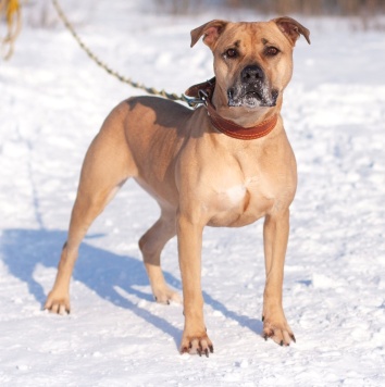 Собаки в добрые руки - Мириам