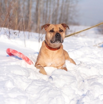 Собаки в добрые руки - Мириам - 1