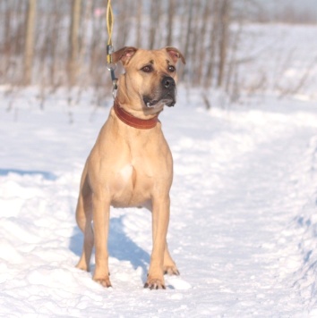 Собаки в добрые руки - Мириам - 2