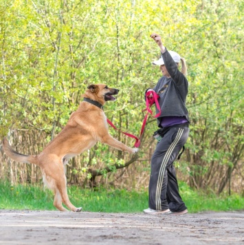 Собаки в добрые руки - Сэм - 1