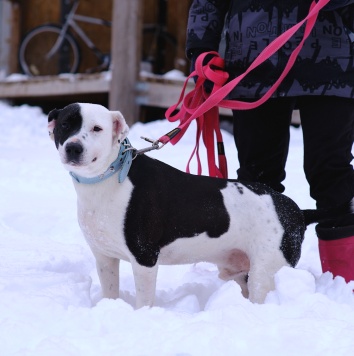Собаки в добрые руки - Белый Бим