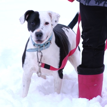 Собаки в добрые руки - Белый Бим - 2