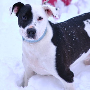 Собаки в добрые руки - Белый Бим - 3