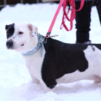 Собаки в добрые руки - Белый Бим - 4