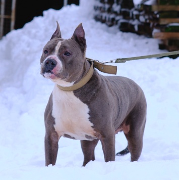 Собаки в добрые руки - Марфик