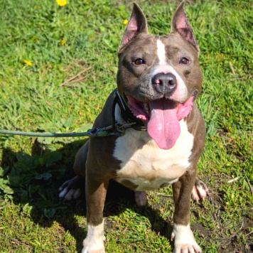 Собаки в добрые руки - Марфик