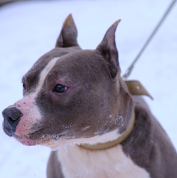 Собаки в добрые руки - Марфик - 1