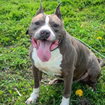 Собаки в добрые руки - Марфик - 1