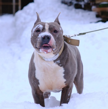 Собаки в добрые руки - Марфик - 2