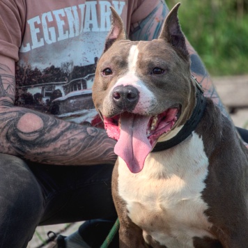 Собаки в добрые руки - Марфик - 2