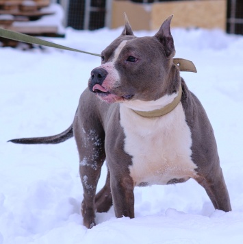 Собаки в добрые руки - Марфик - 3